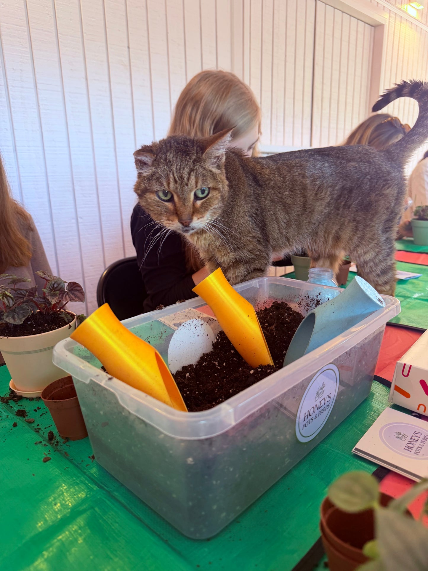 Plants & Cats November